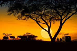 Sunset with safari car silhouette at Serengeti.